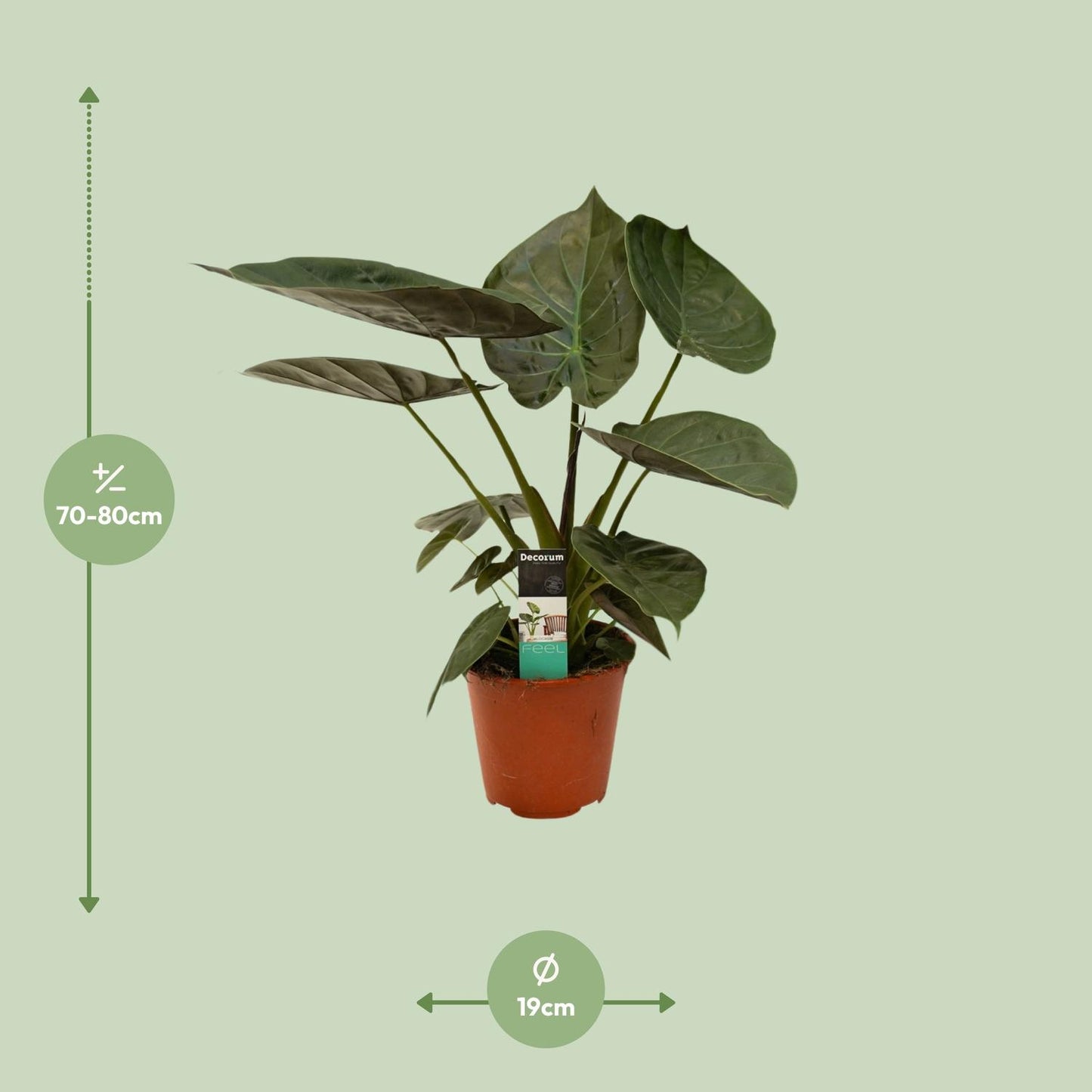 Alocasia Wentii - Ø19cm - ↕75cm - Pflanzfix24