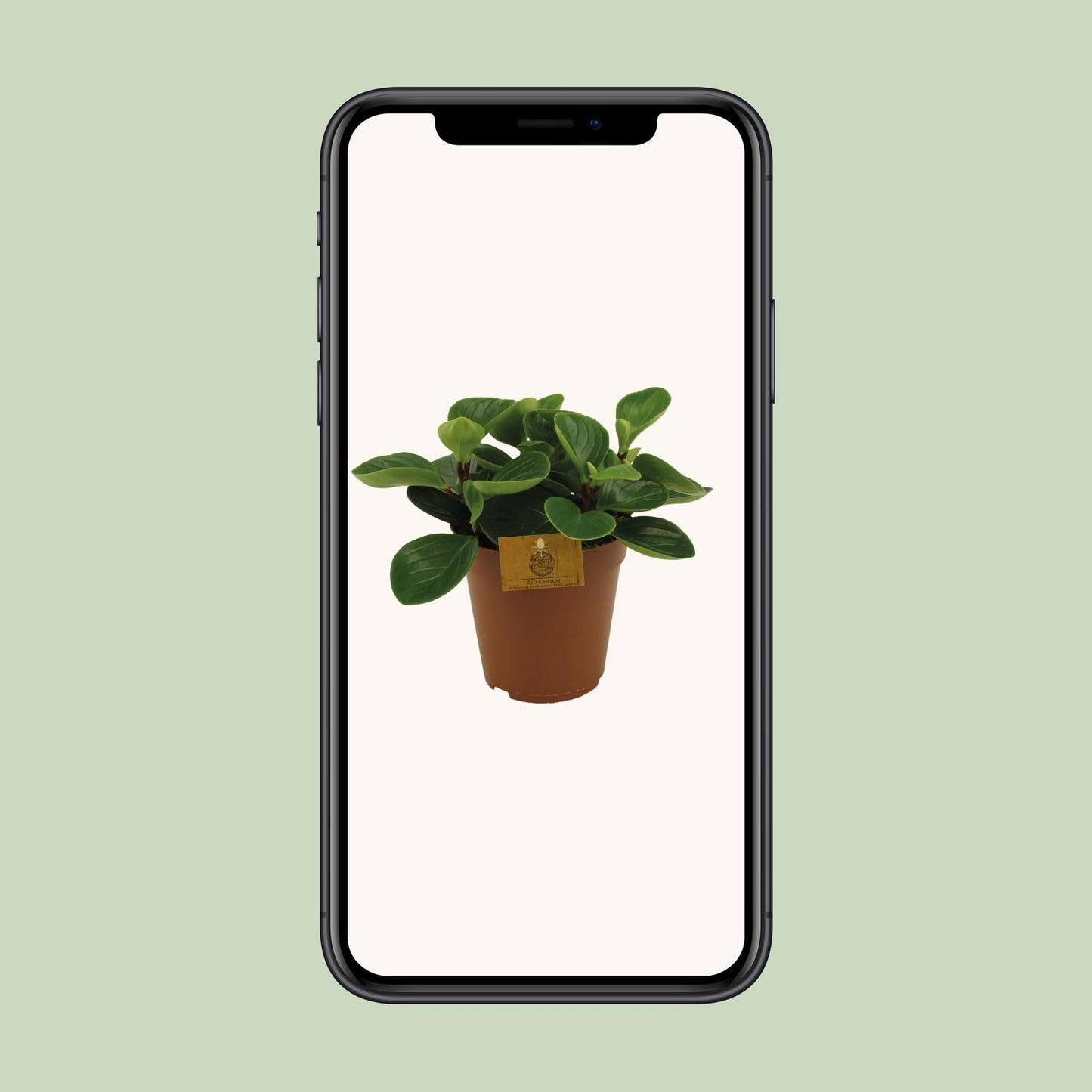 Peperomia Red Canyon Ø15cm – Attraktives Muster | Pflanzfix24.de - Pflanzfix24.de