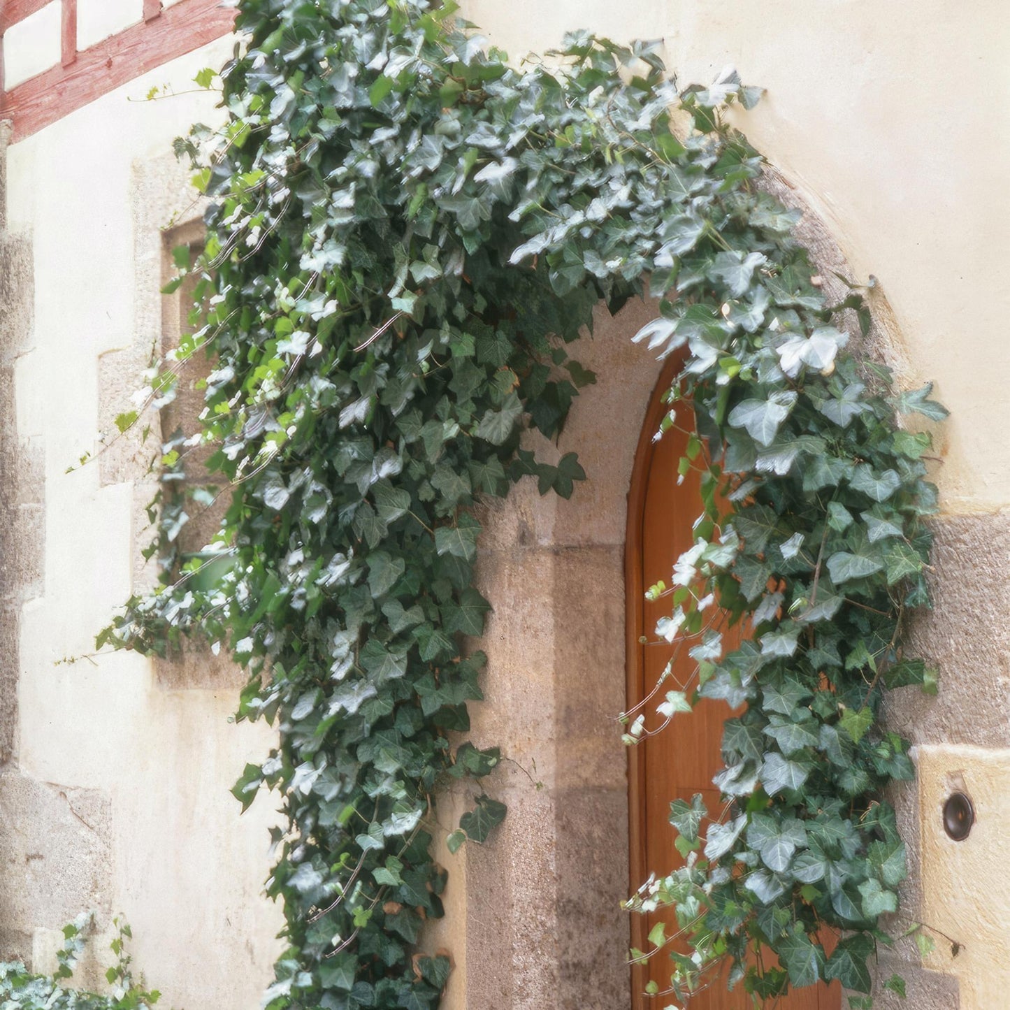 60x Hedera helix 'Glacier' - ↕10-25cm - Ø9cm - Pflanzfix24.de - Pflanzfix24.de