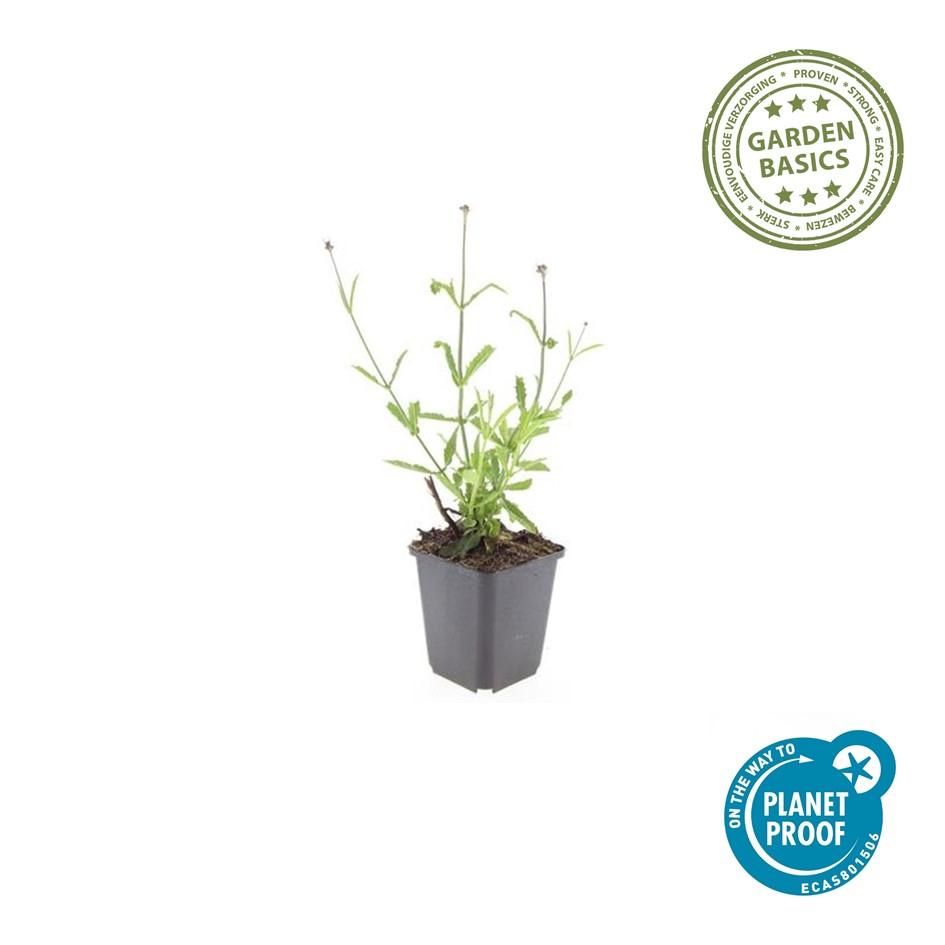 6x Verbena bon. 'Lollipop' - ↕10-25cm - Ø9cm - Pflanzfix24.de - Pflanzfix24.de