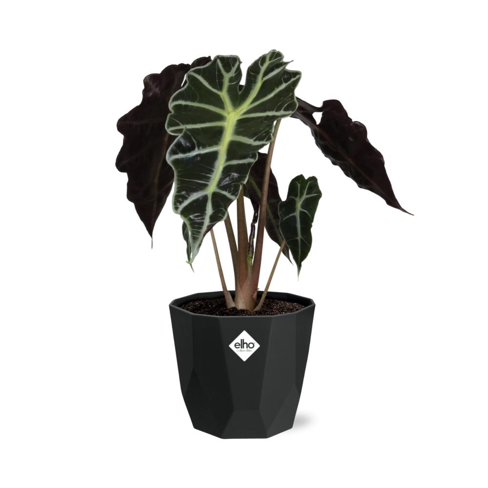 Alocasia 'Polly' in 14cm b.for rock living black - Pflanzfix24