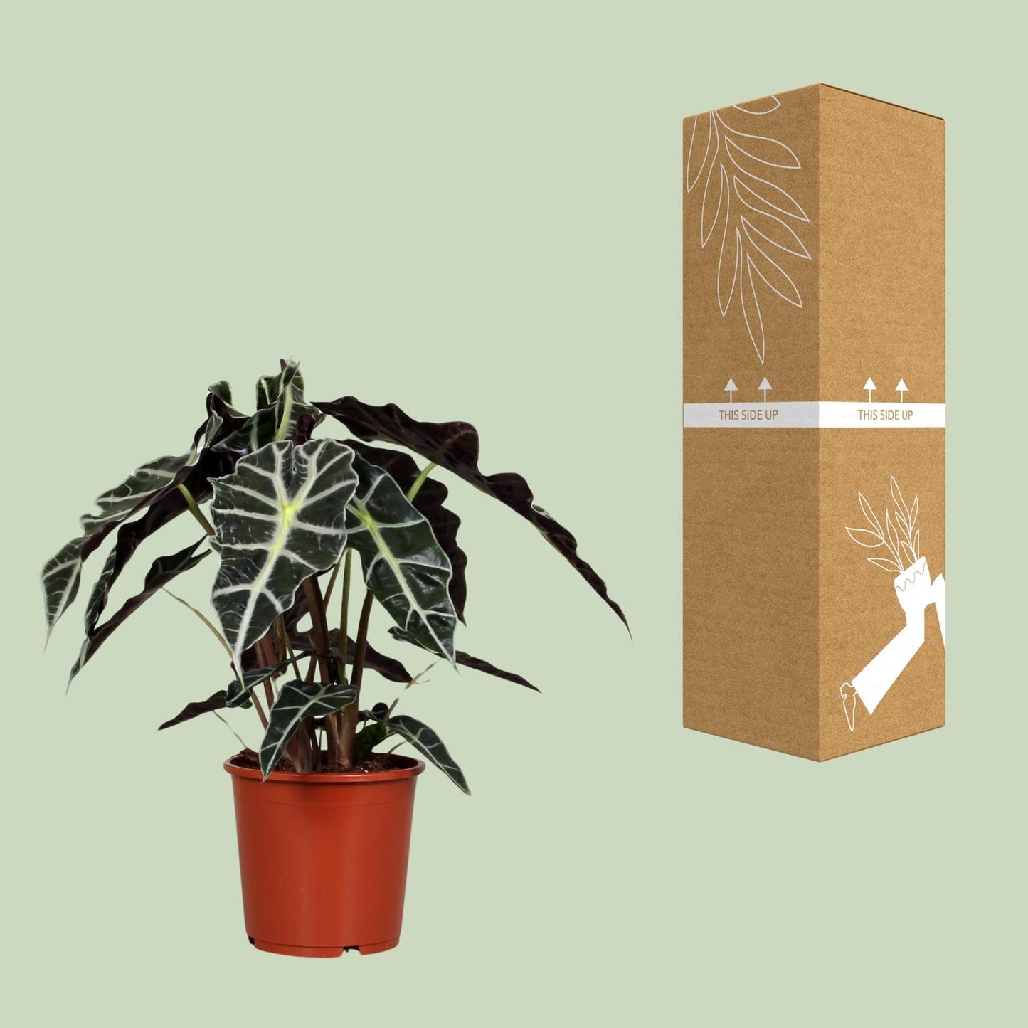 Alocasia Polly - Ø17cm - ↕45cm bei Pflanzfix24.de - Pflanzfix24.de