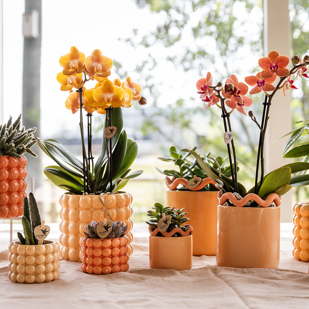 pflanzfix24 | Kolibri Home | Poppy Ziertopf - Peach - Ø6cm