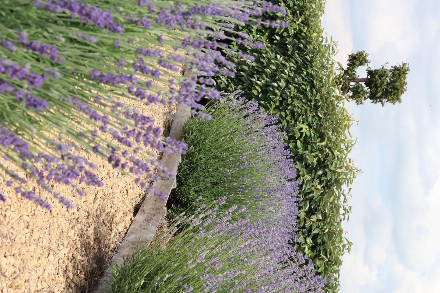 12x Lavendel angustifolia 15cm – Echter Lavendel, duftend | Pflanzfix24.de - Pflanzfix24.de