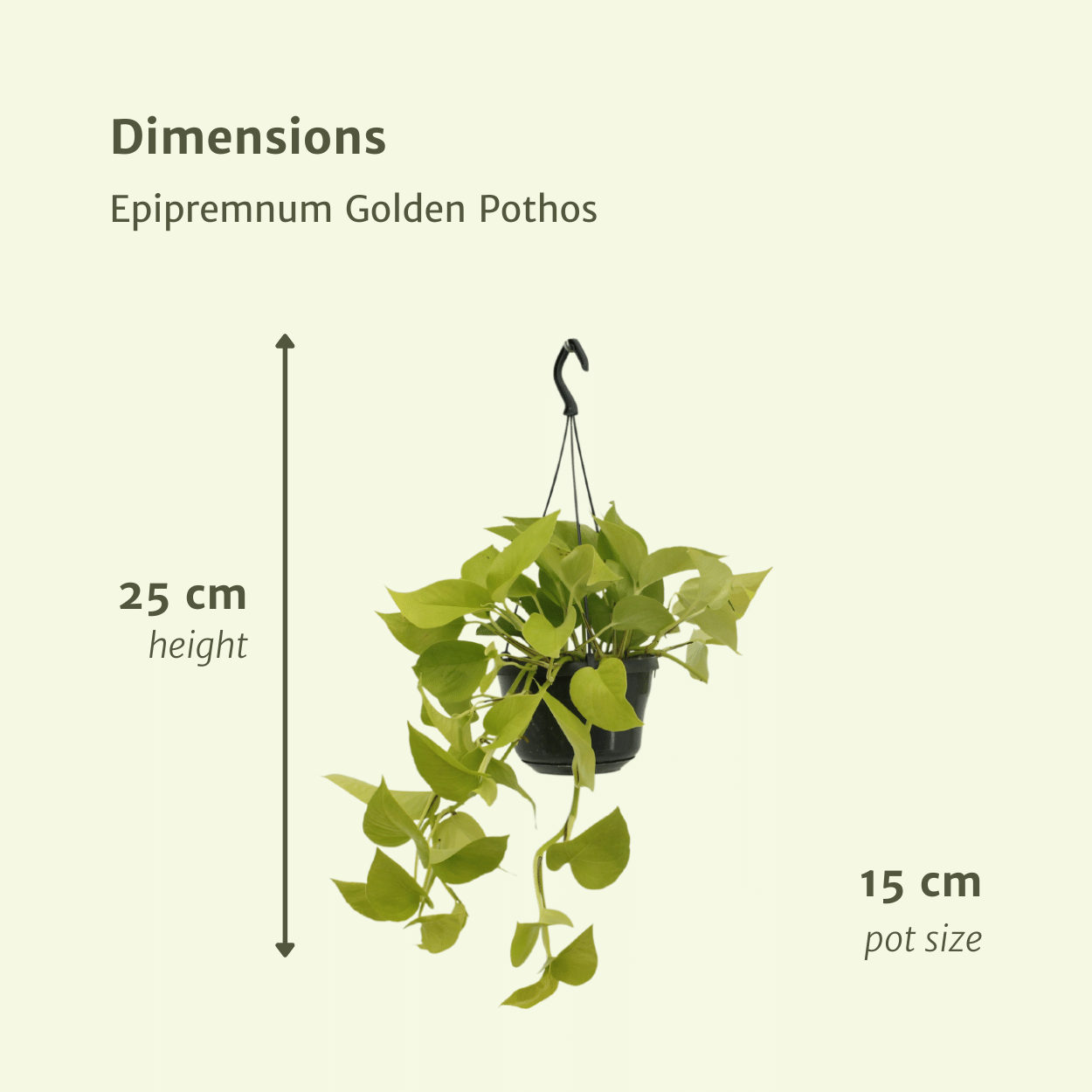 Epipremnum Golden Pothos (Scindapsus) - 2 Stücke - Pflanzfix24.de - Pflanzfix24.de