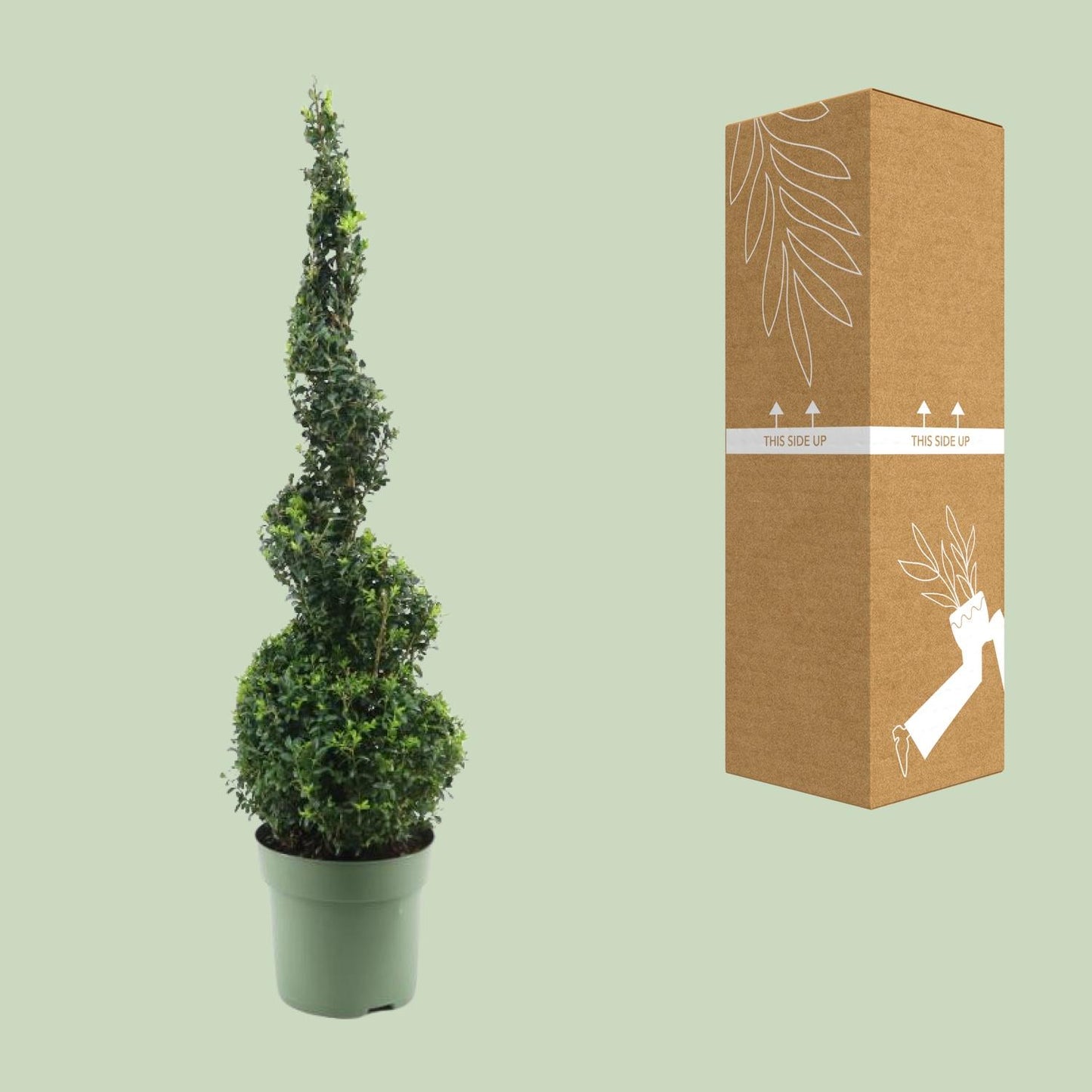 Buxus Semp. Spiral 70cm - Ø23cm - ↕90cm bei Pflanzfix24