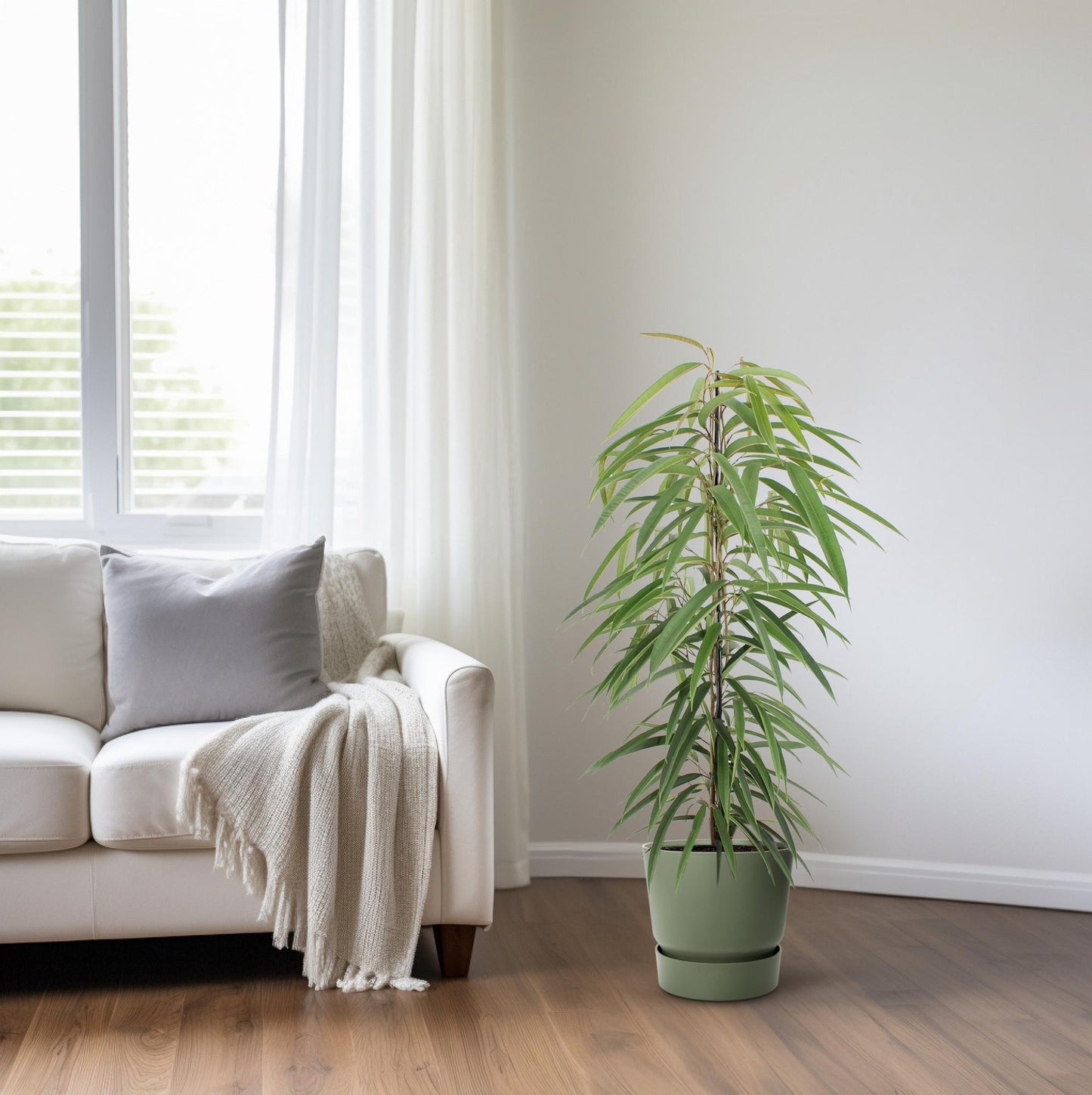 Ficus Binnendijkii Alii - Ø21cm - ↕80cm - Pflanzfix24.de - Pflanzfix24.de