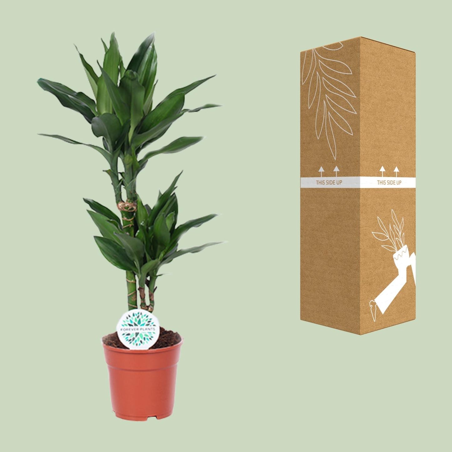 Dracaena Janet Lind - Ø17cm - ↕70cm - pflanzfix24