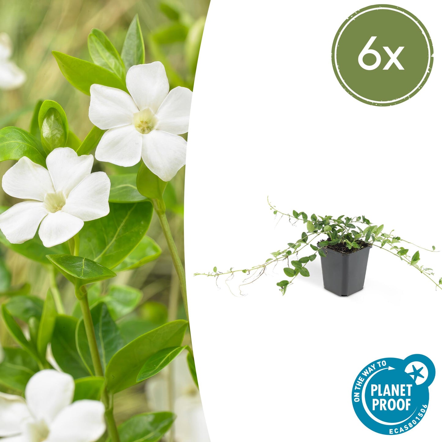6x Vinca minor 'Alba' - Bodendecker - Pflanzfix24.de - Pflanzfix24.de