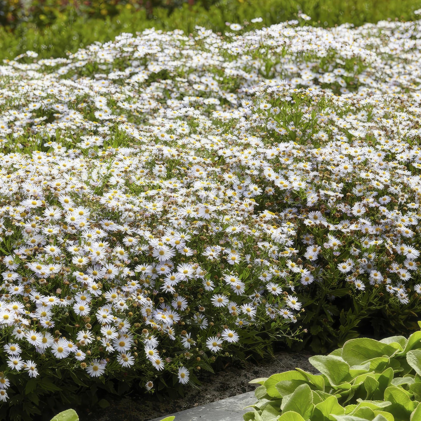 12x Aster ageratoides 'Ashvi' – Weiße Herbstaster | Pflanzfix24.de - Pflanzfix24.de