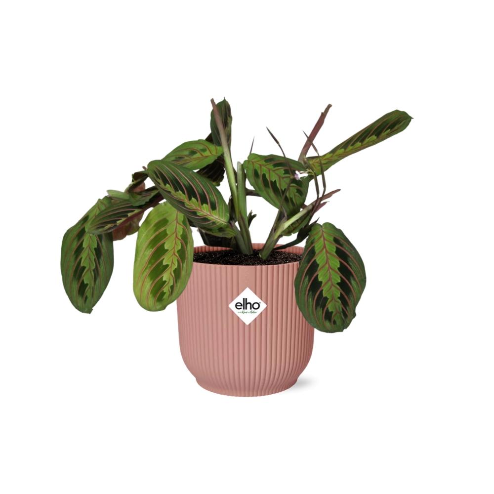 Maranta Leuconeura ‘Fascinator’ Tricolor 14cm ELHO Vibes Fold | Pflanzfix24