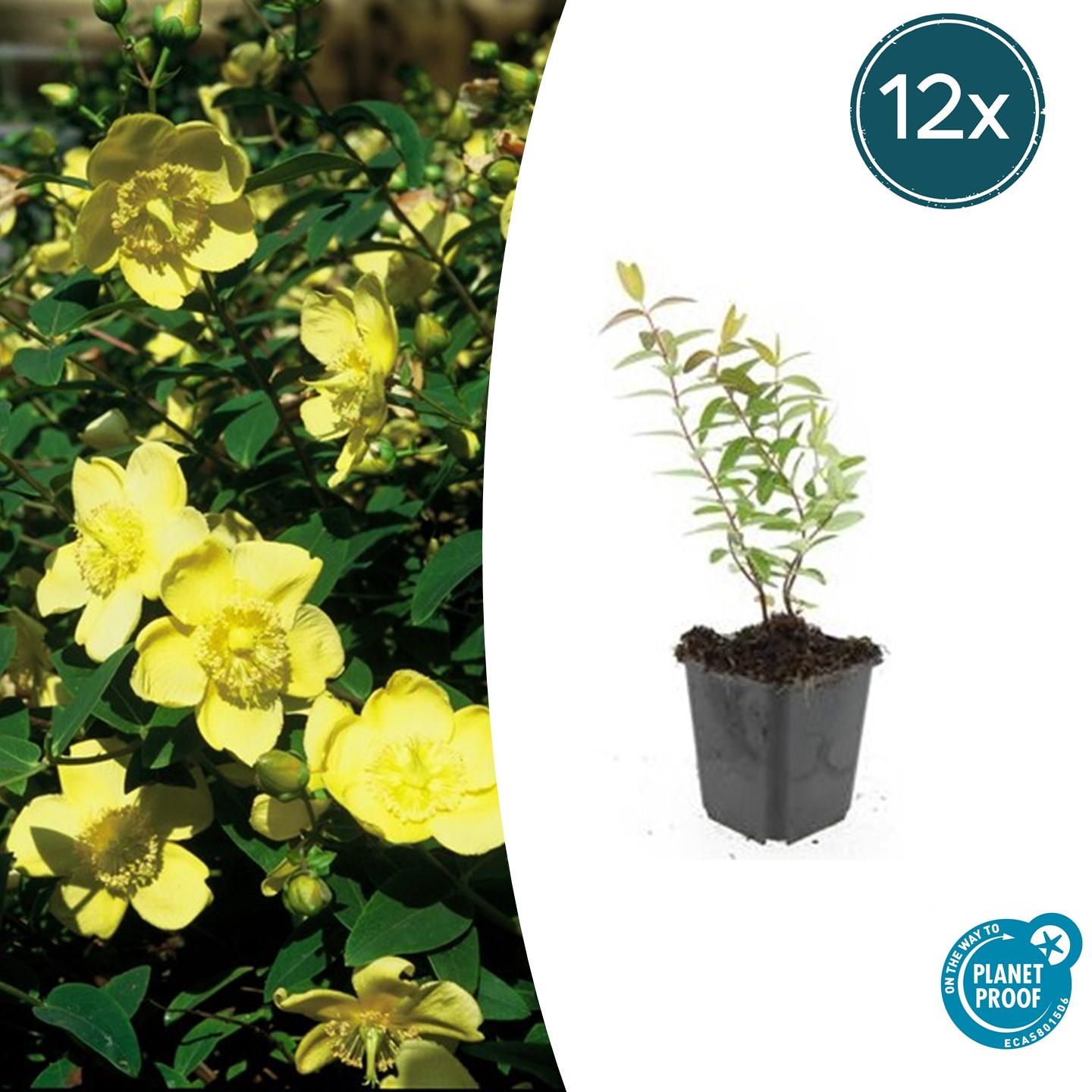 12x Hypericum ‘Hidcote’ Ø9cm | Johanniskraut gelbblühend | Pflanzfix24.de - Pflanzfix24.de