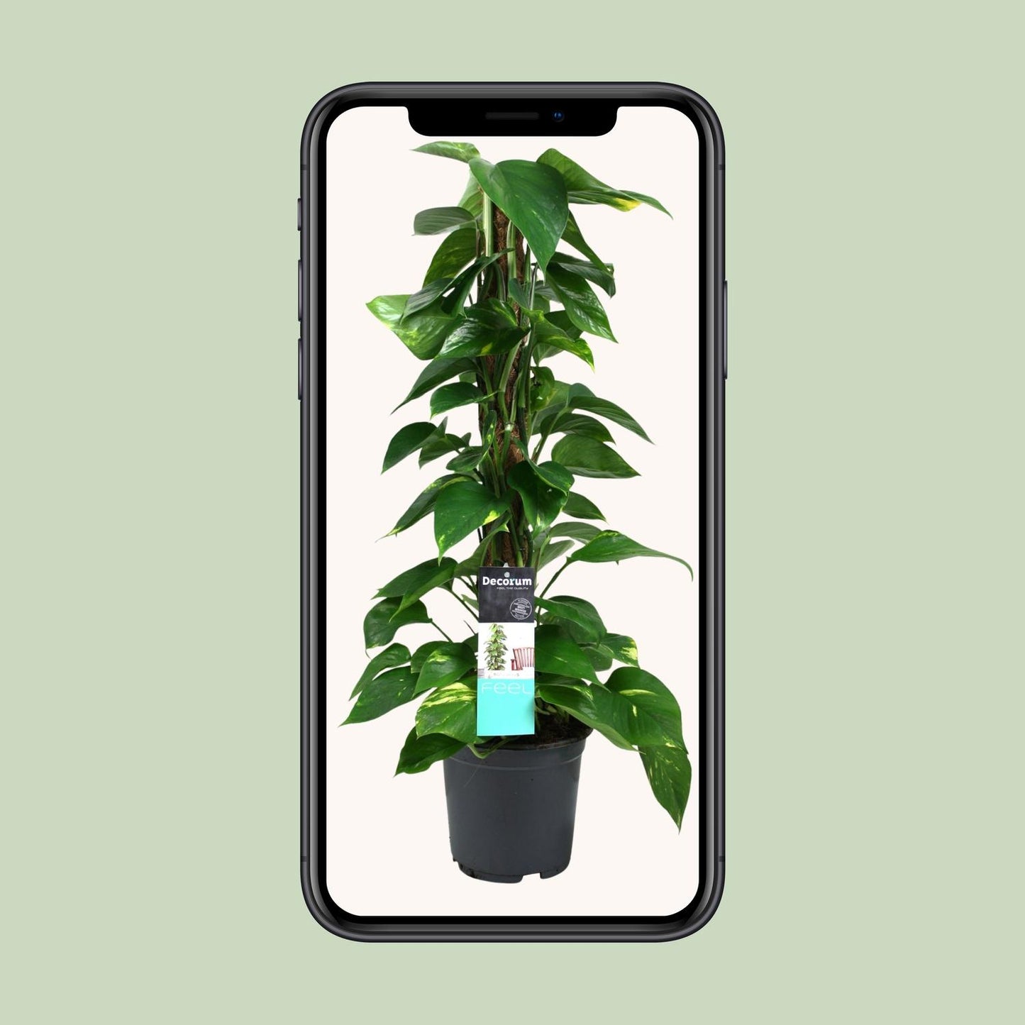 Scindapsus Epipremnum 19cm – Mittelgroße Zimmerpflanze | Pflanzfix24.de - Pflanzfix24.de