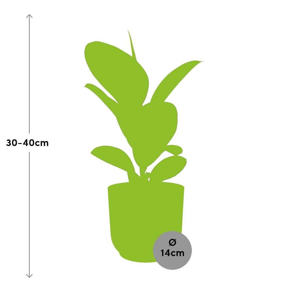 Ficus Elastica 'Robusta' 14cm in ELHO Vibes Fold geel - pflanzfix24