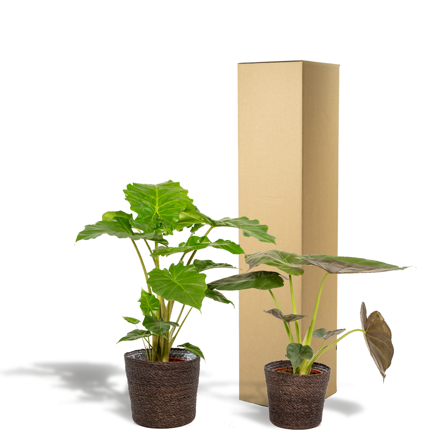 Alocasia Wentii & Portodora Set mit Korb - Pflanzfix24