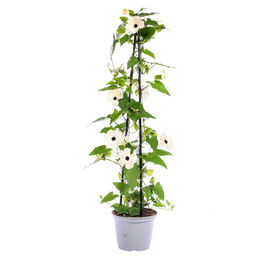 4x Thunbergia alata Sunny Susy Mix Ø13 cm - ↕60 cm - Pflanzfix24