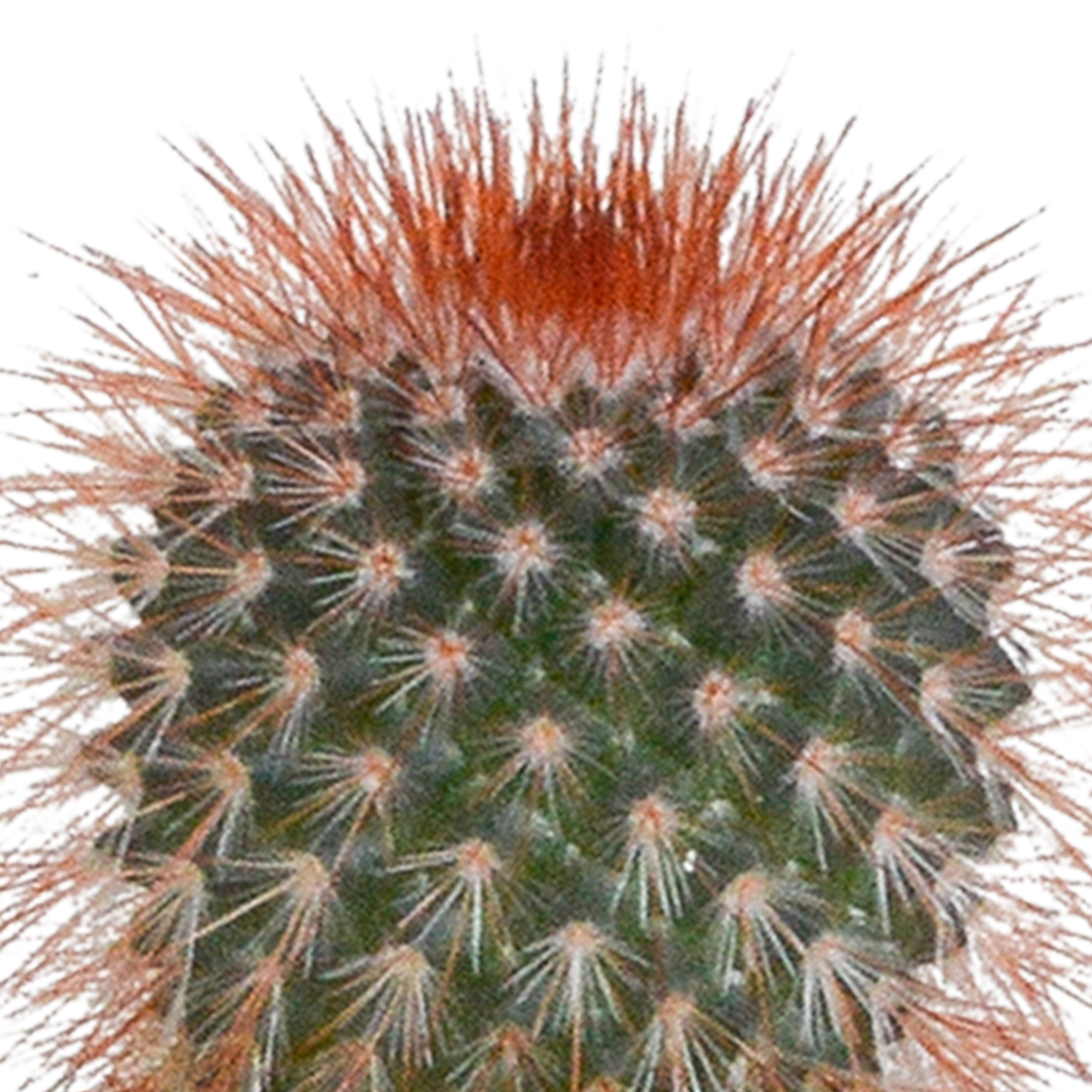 Cactus en vetplanten Mischung 5,5 cm | 15 stück - in witte pot - Pflanzfix24.de - Pflanzfix24.de