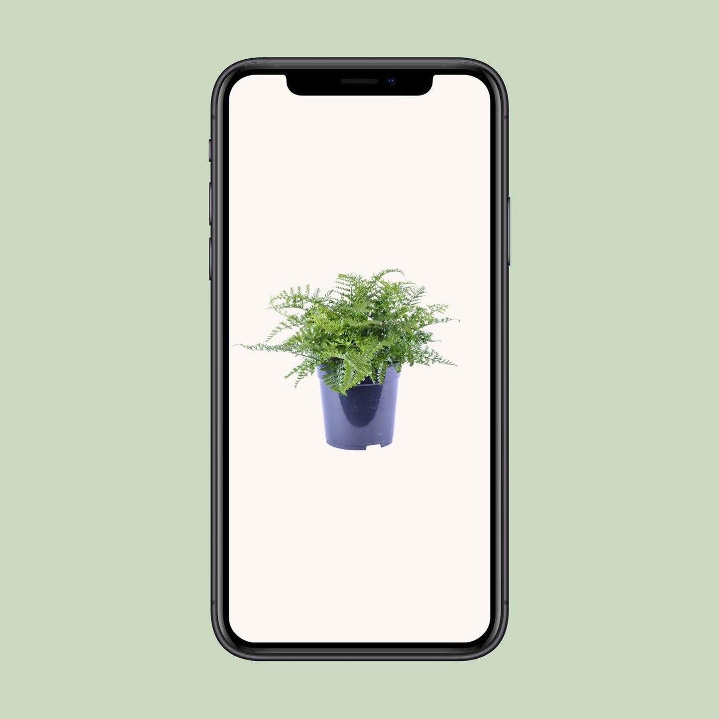 Asplenium Parvati - Ø21cm - ↕40cm bei Pflanzfix24.de - Pflanzfix24.de