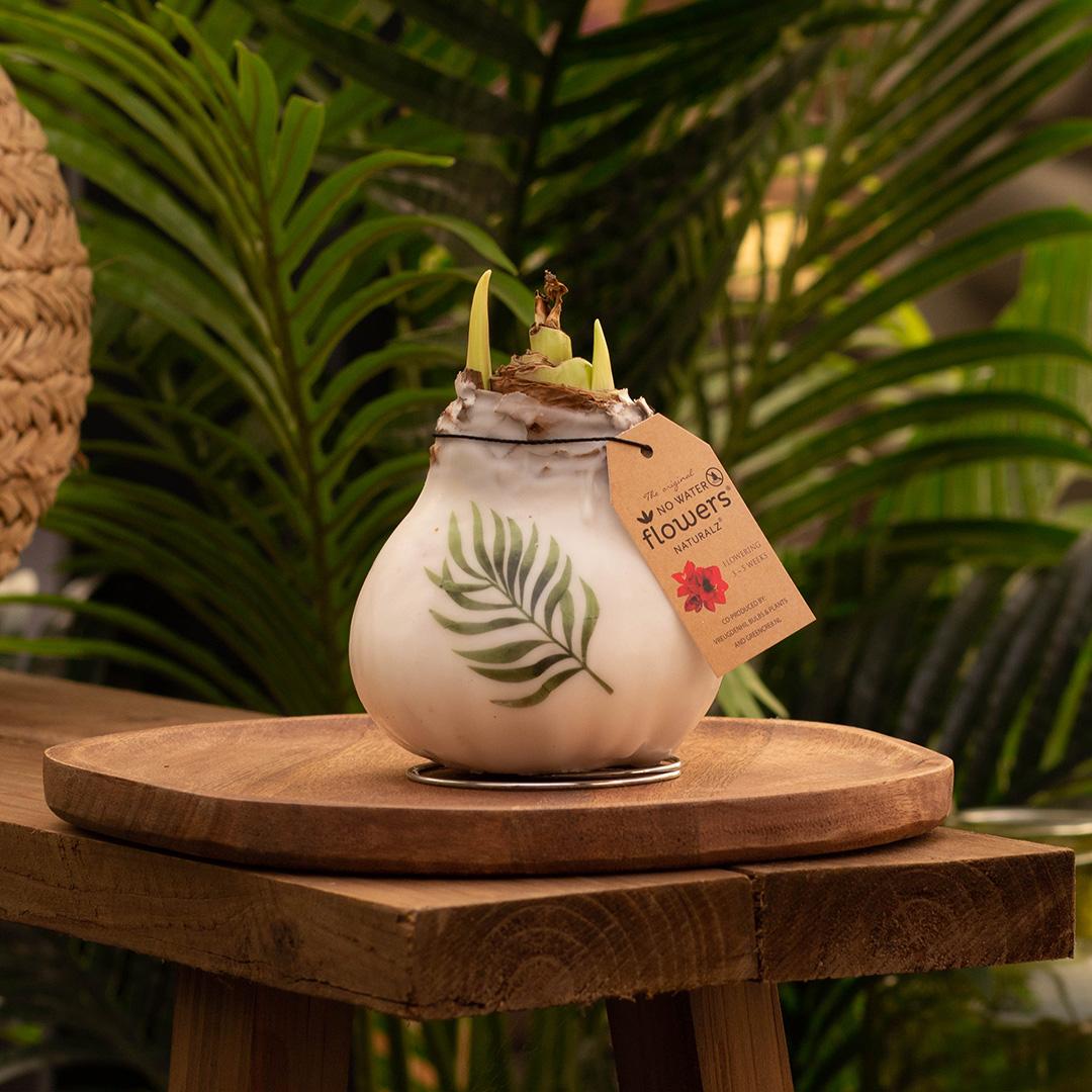 No Water Flowers® (wax amaryllis) - Pflanzfix24