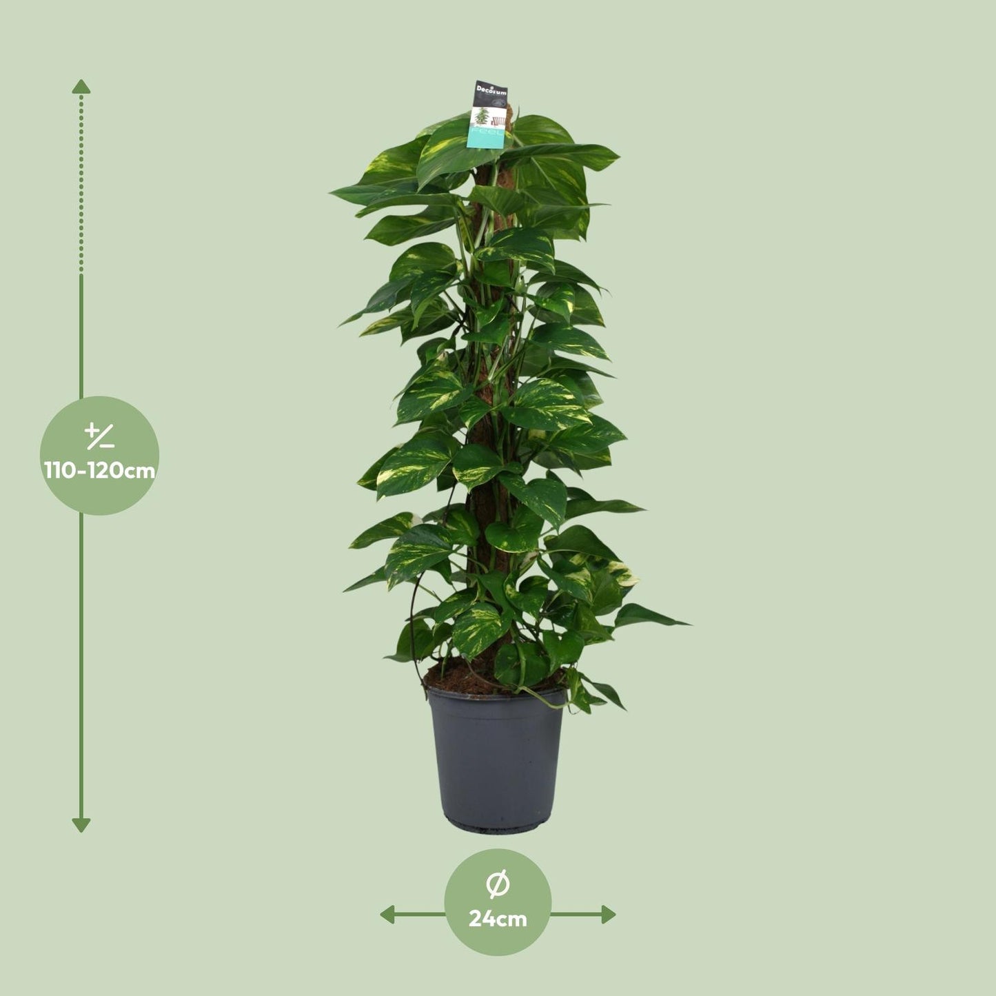 Scindapsus Epipremnum 24cm – Groß & Pflegeleicht | Pflanzfix24.de - Pflanzfix24.de