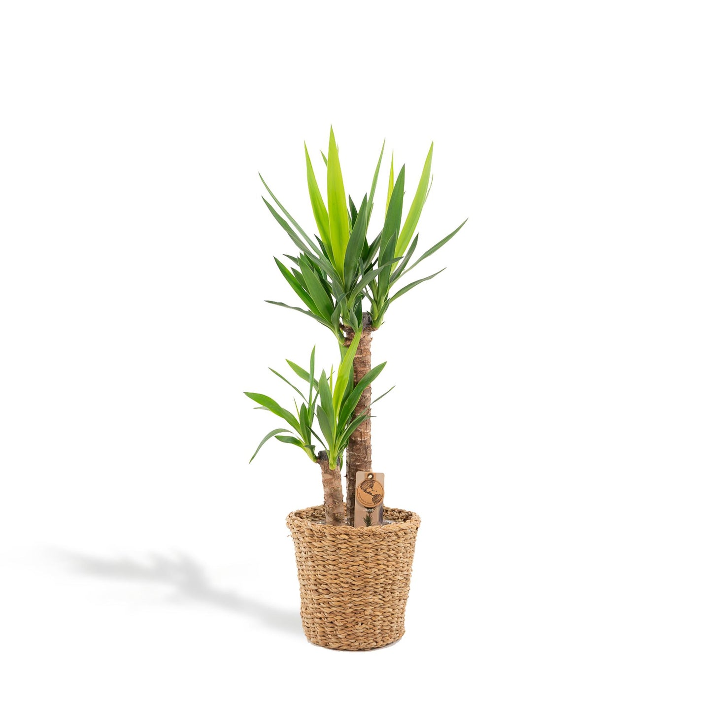 Yucca mit Korb - ↨100cm - Ø21cm - Pflanzfix24