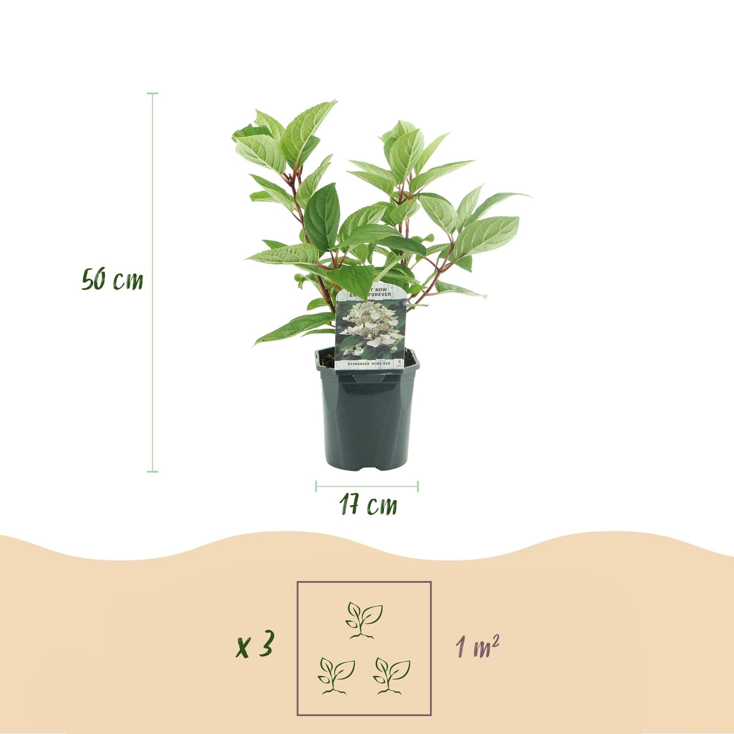 Pflanzfix24 - Rispenhortensie - Hydrangea panniculata Wims Red - 1 Pflanze - Laubabwerfend
