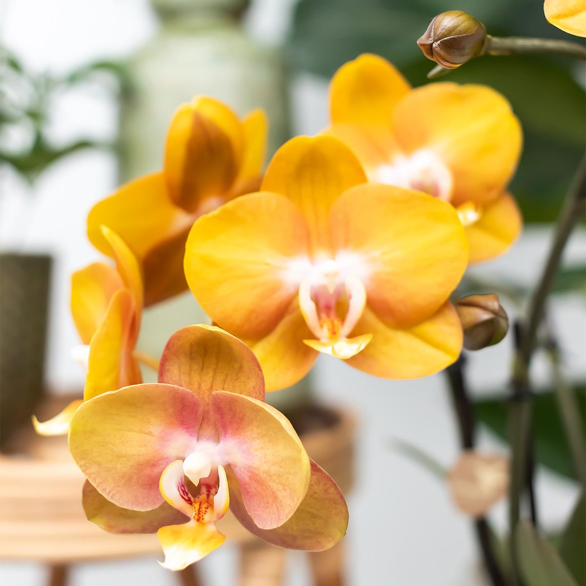 Orchideen-Set Orange im Baumwollkorb mit Wassertank 12cm – Pflanzfix24.de - Pflanzfix24.de