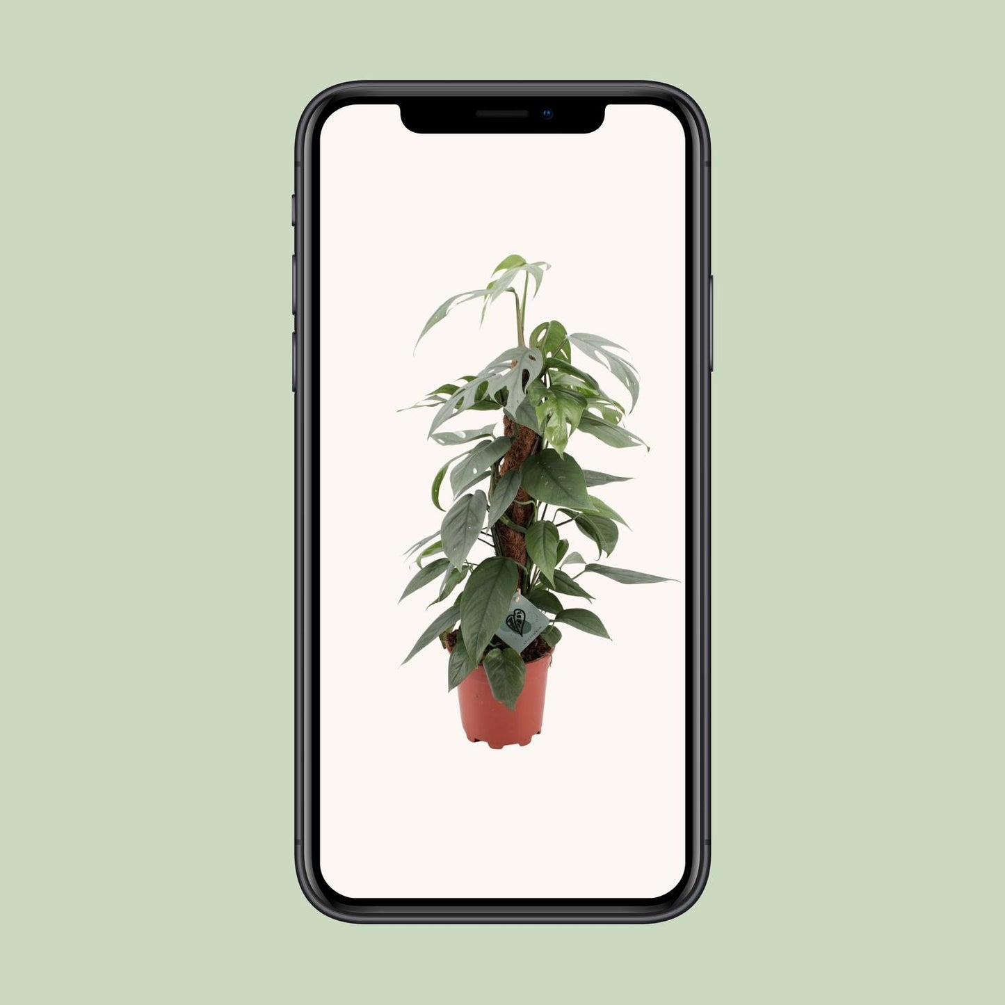 Epipremnum Pinnatum Cebu Blue - Ø17cm - ↕60cm - Pflanzfix24.de - Pflanzfix24.de