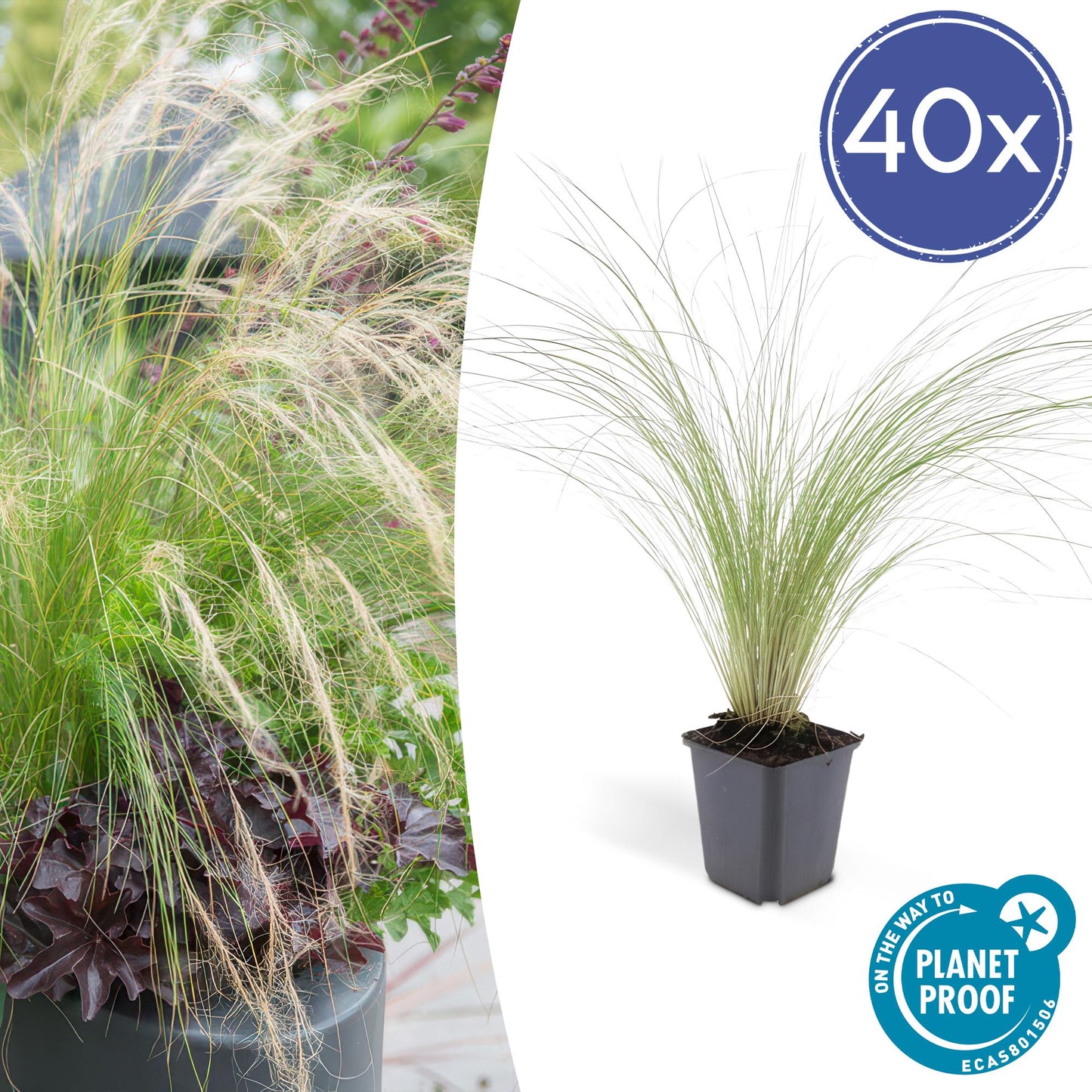 40x Stipa tenuissima 'Ponytails' - ↕10-25cm - Ø9cm - Pflanzfix24.de - Pflanzfix24.de