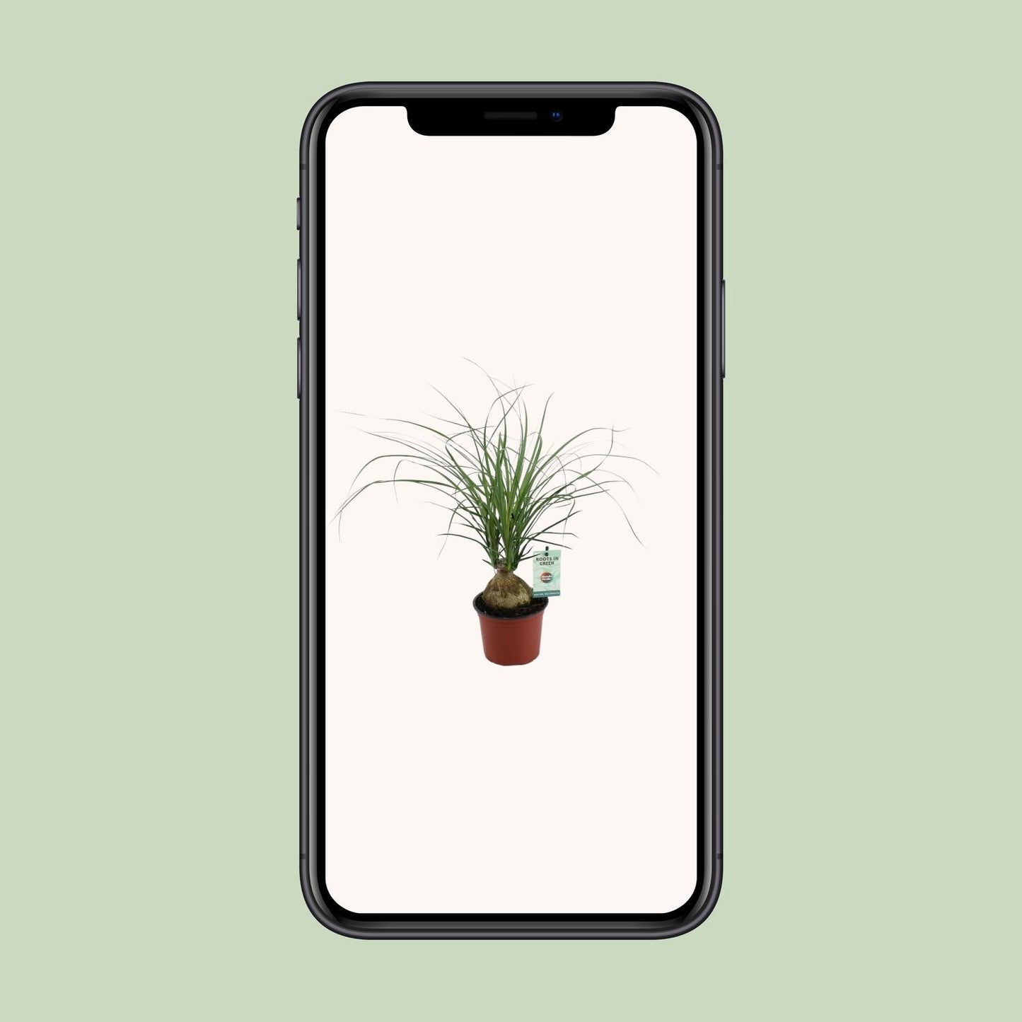 Beaucarnea Recurvata Ø12 cm – Zimmerpflanze | Pflanzfix24
