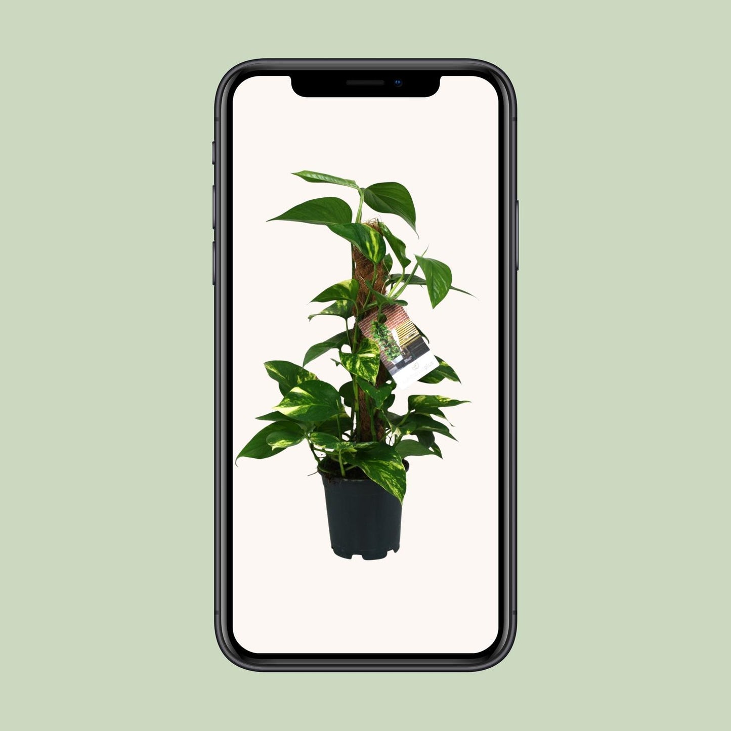 Scindapsus Epipremnum 50cm – Ø15cm Topf – Pflanzfix24.de - Pflanzfix24.de