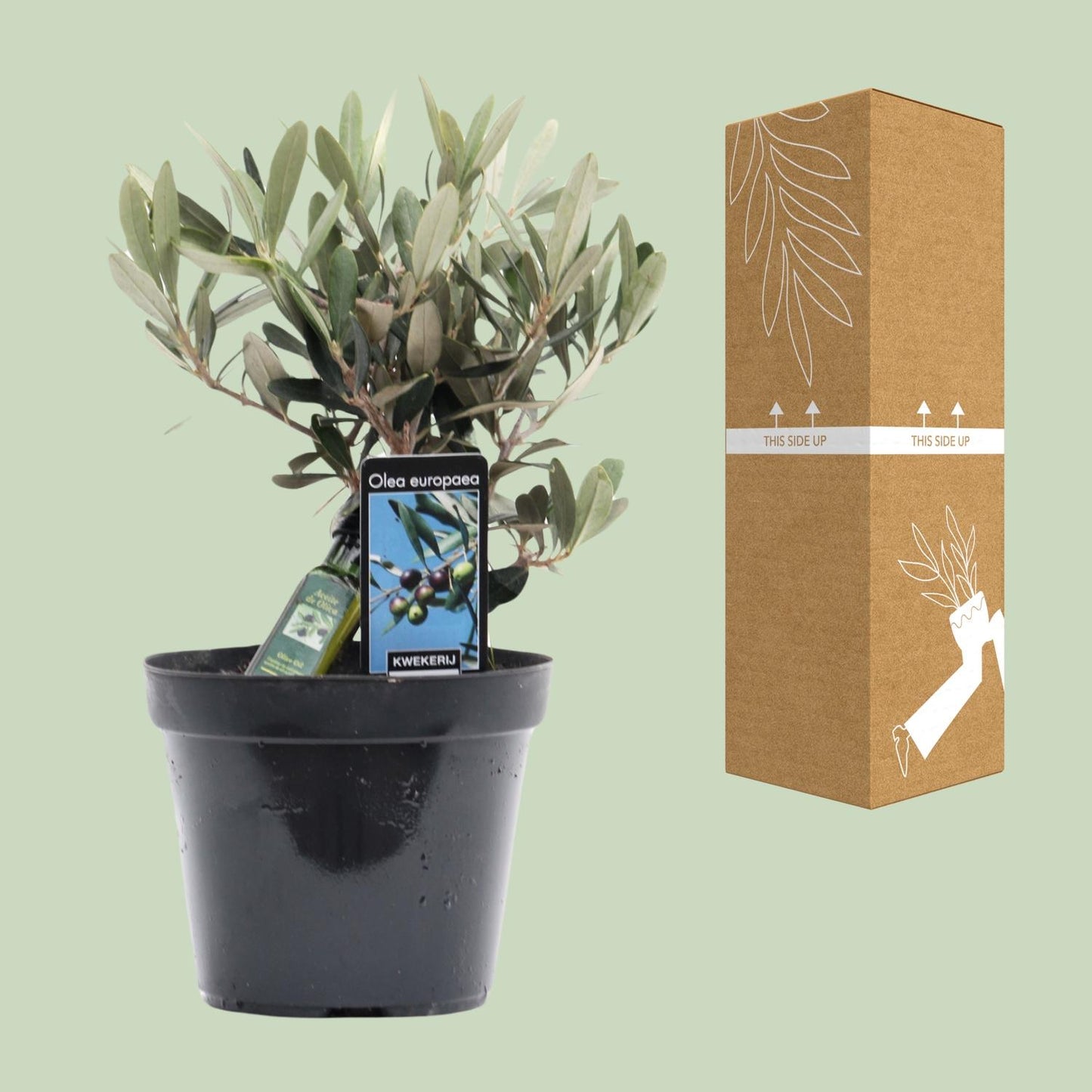 Olivenbaum Olea Olijf Ø13cm – 25cm hoch | Pflanzfix24.de - Pflanzfix24.de