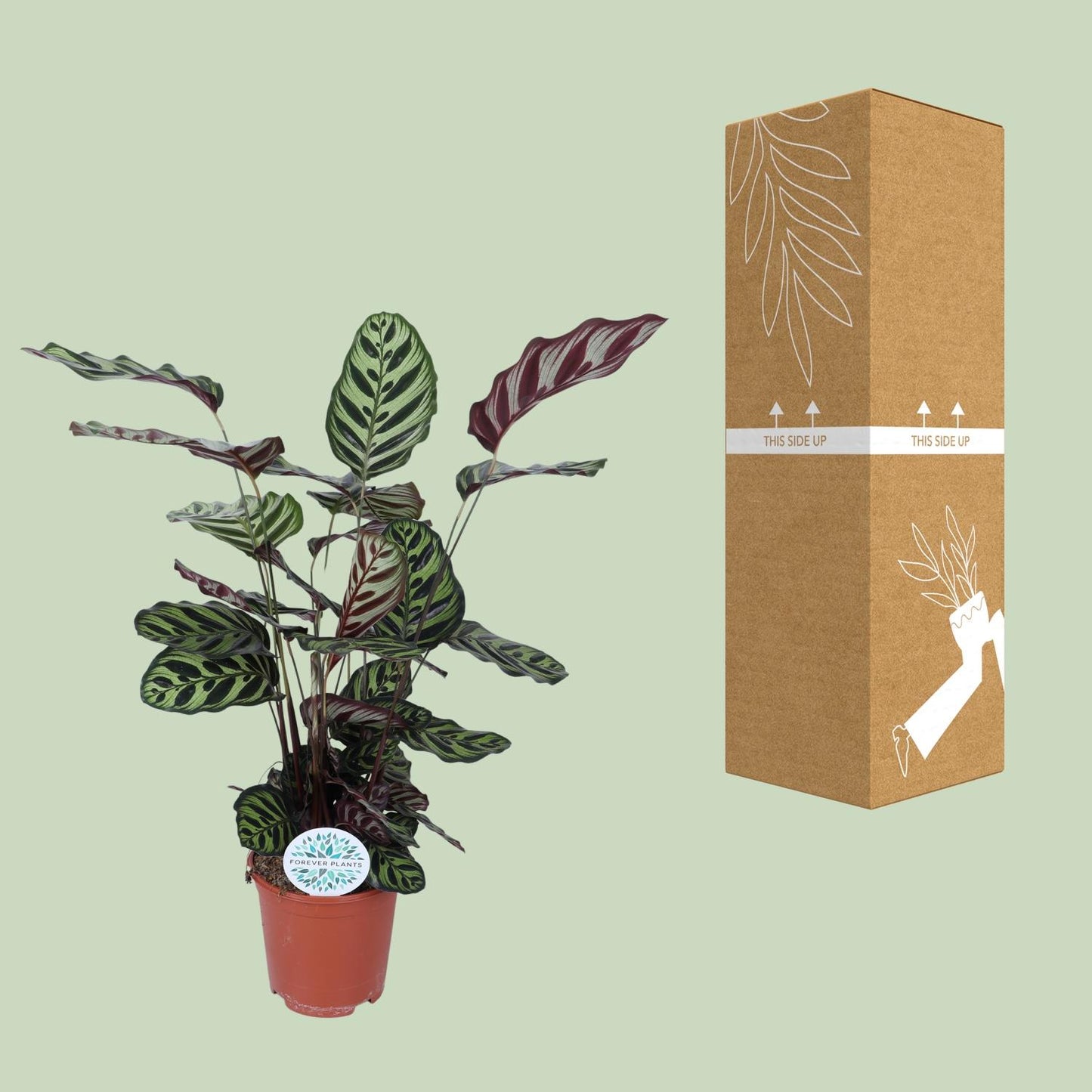 Calathea Makoyana - Ø21cm - ↕70cm bei Pflanzfix24.de - Pflanzfix24.de