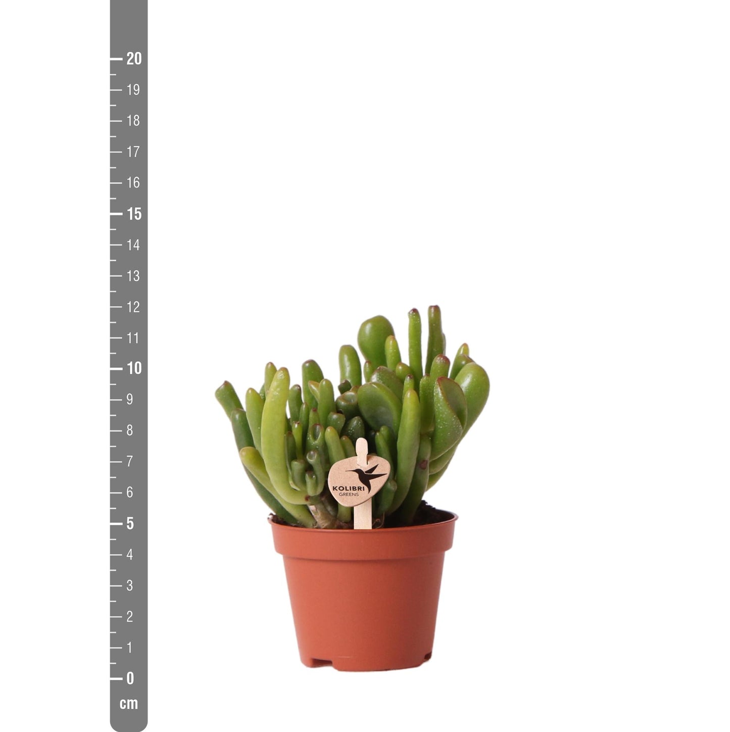 Crassula Hobbit Ø6 cm – Pflanzfix24.de - Pflanzfix24.de