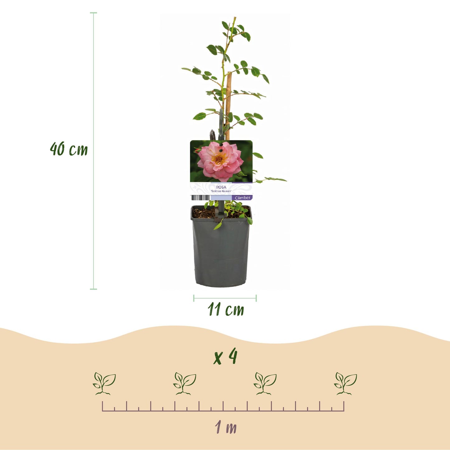pflanzfix24 - Kletterrose 'Salmon Queen' - 2 Pflanzen
