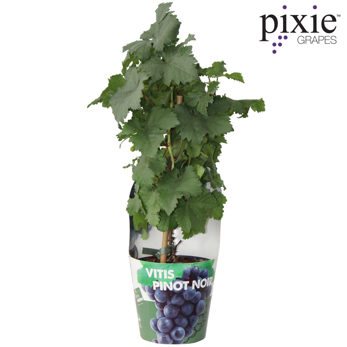 Vitis Pixie Pinot Noir Ø21 cm – Zwergweinrebe | Pflanzfix24