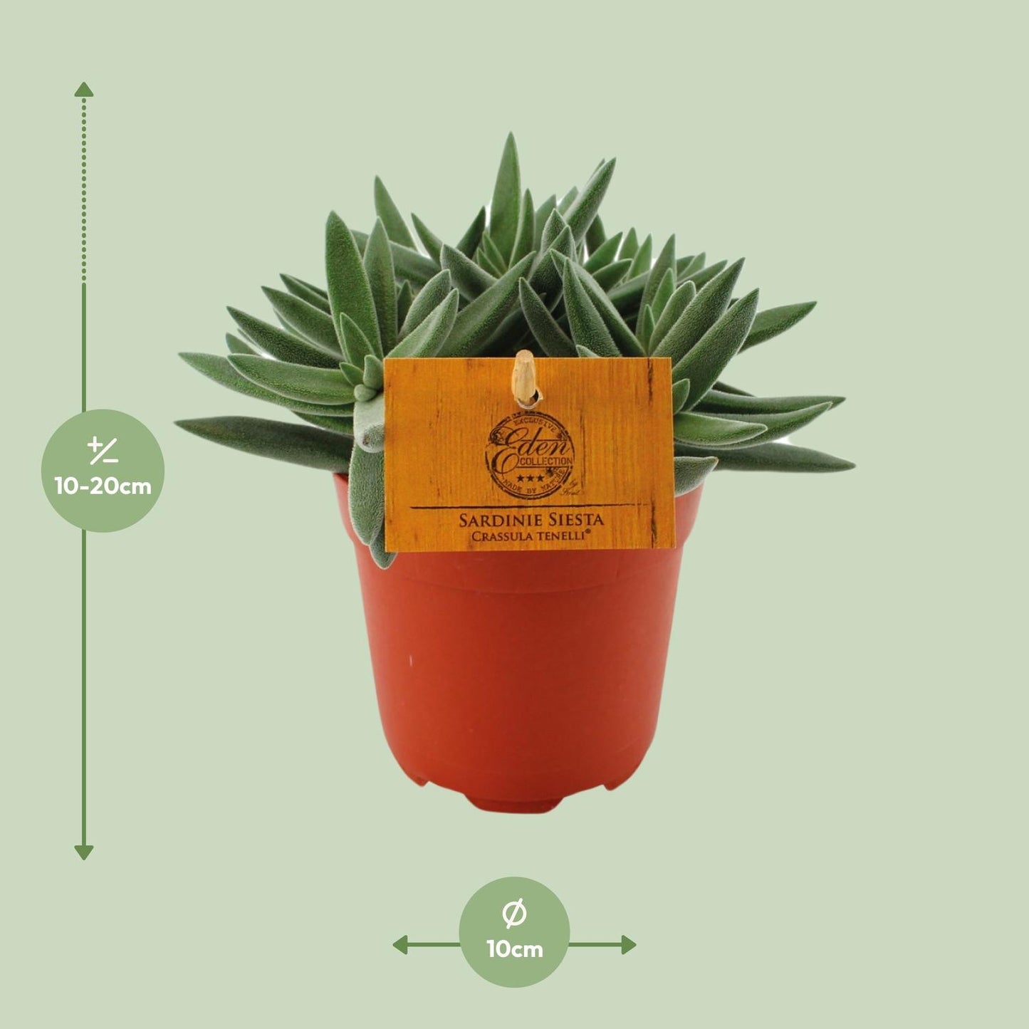 Crassula Tenelli - Ø11cm - ↕15cm bei Pflanzfix24