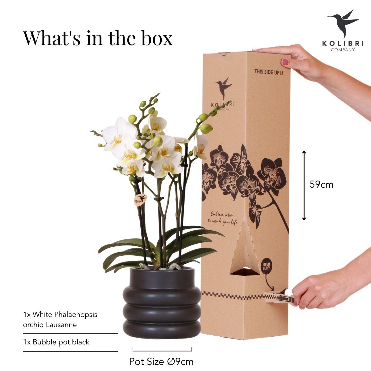 Kolibri Orchids Phalaenopsis Weiß Ø9cm Bubble-Topf Schwarz | Pflanzfix24
