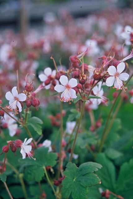 20x Geranium macr. 'Spessart' - pflanzfix24