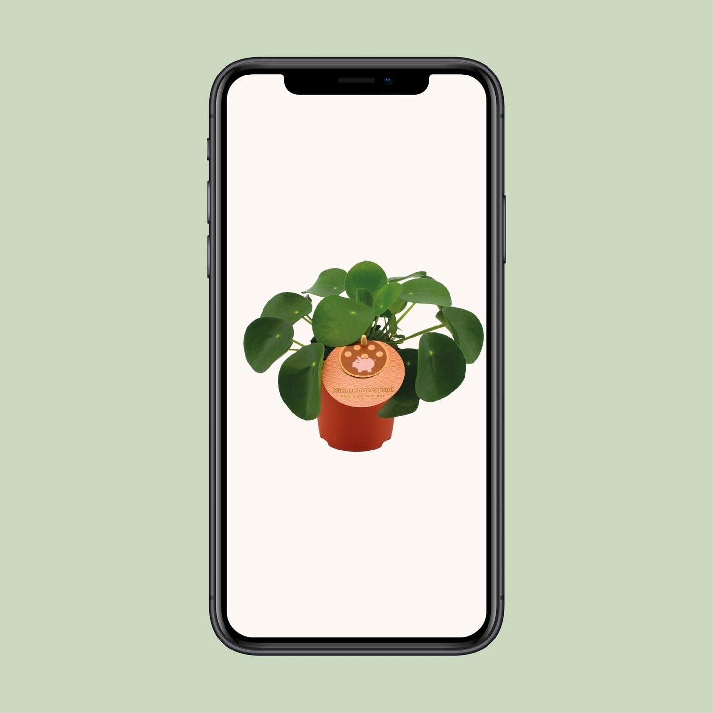 Pilea Peperomioides - Ø11cm - ↕15cm bei Pflanzfix24.de - Pflanzfix24.de