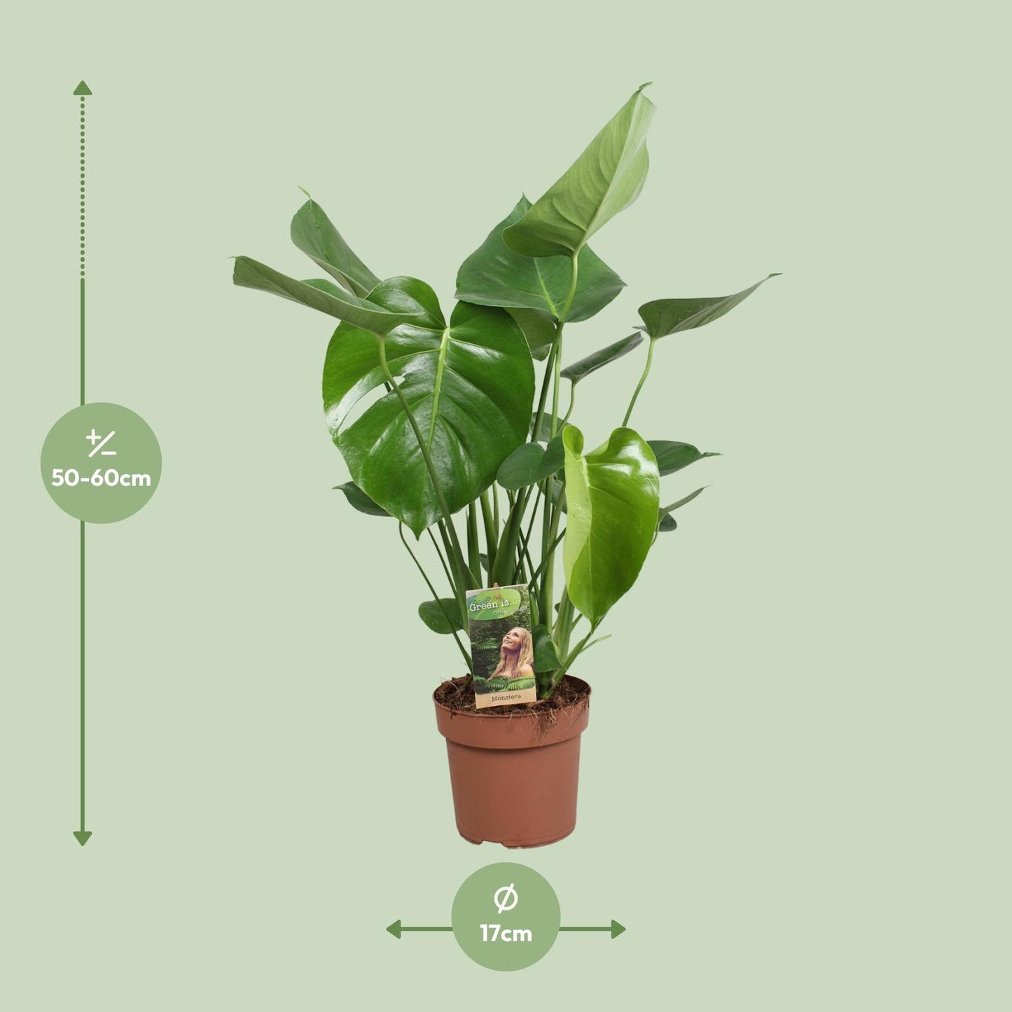 Monstera Deliciosa - Ø17cm - ↕60cm - Pflanzfix24
