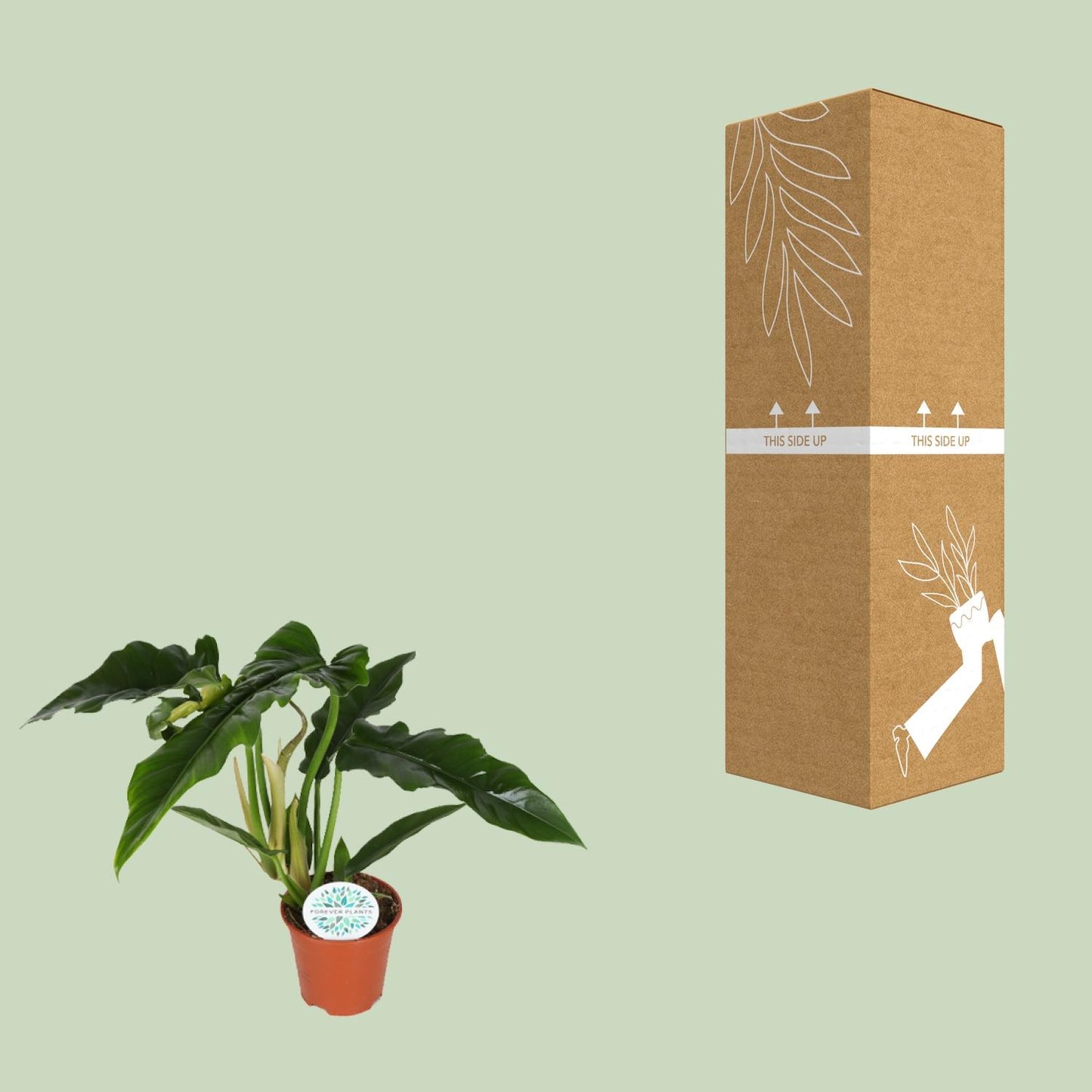 Philodendron Narrow - Ø14cm - ↕40cm by Pflanzfix24
