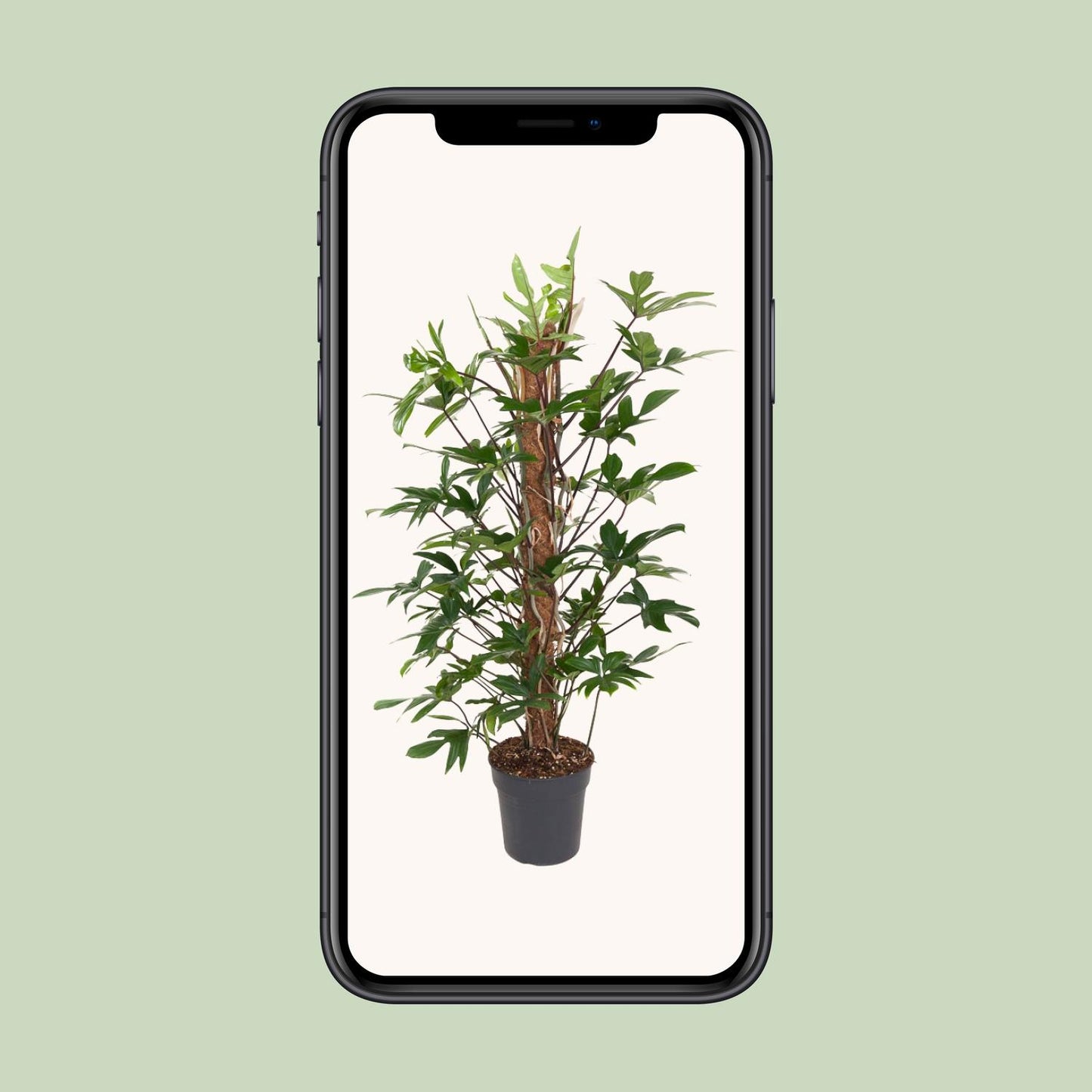 Philodendron Pedatum - Ø24cm - ↕120cm von Pflanzfix24.de - Pflanzfix24.de