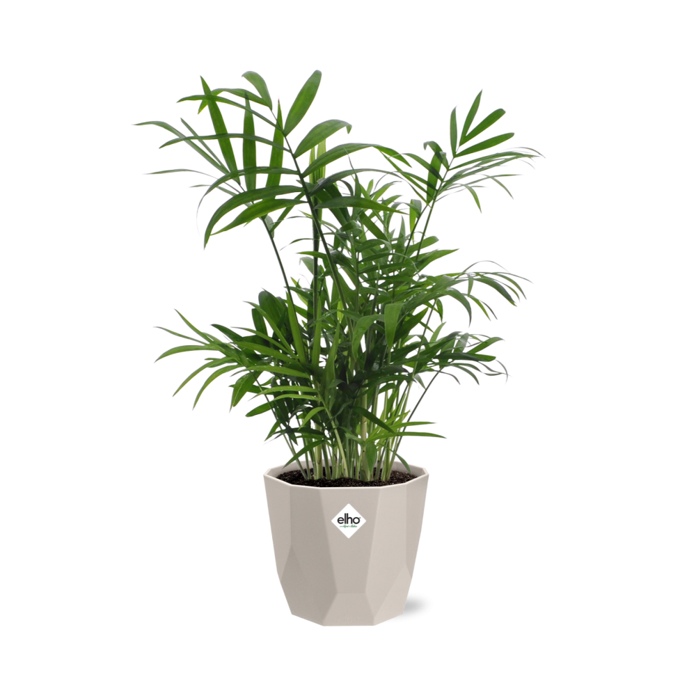 Chamaedorea in ELHO b.for rock 14 cm warm grey - Pflanzfix24