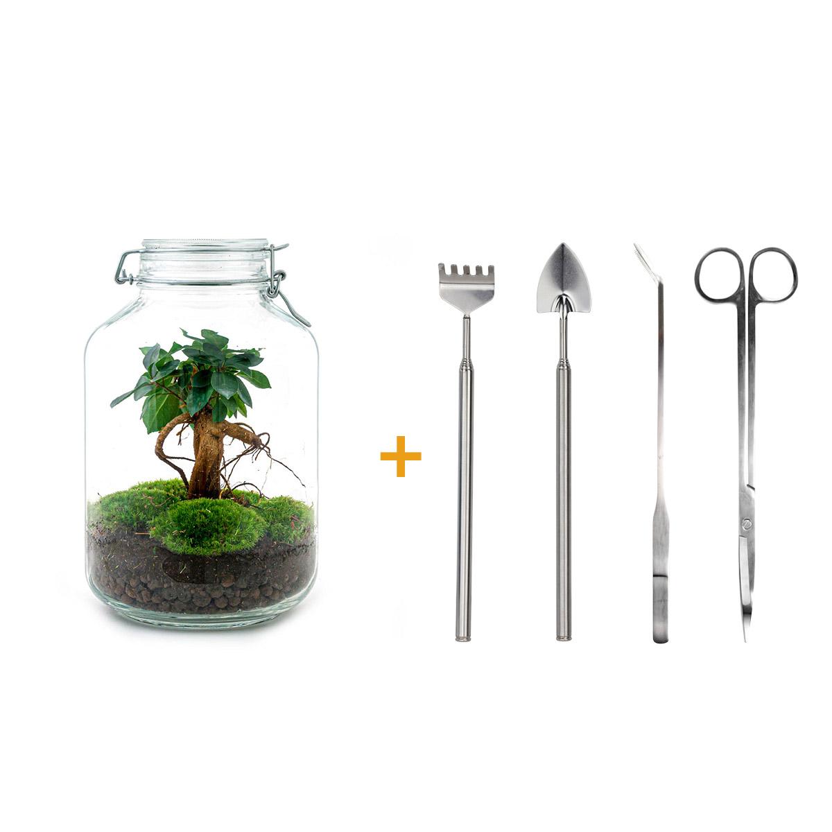 Flaschengarten - Ficus Ginseng Bonsai - DIY-Set - Pflanzfix24