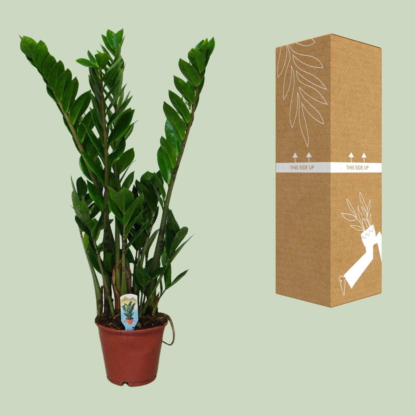 Zamioculcas Zamiifolia Ø14cm, 50cm – Pflegeleichte Zimmerpflanze | Pflanzfix24.de - Pflanzfix24.de