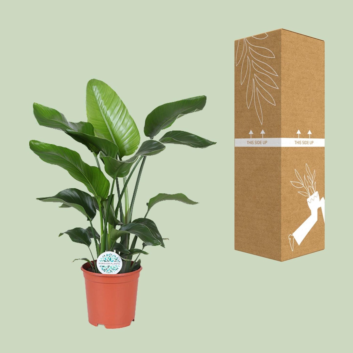 Strelitzia Nicolai 80 cm - Paradiesvogelblume Ø21 cm | Pflanzfix24