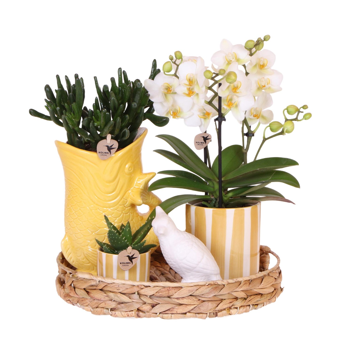 Mediterranean Sunset Geschenkset bei Pflanzfix24