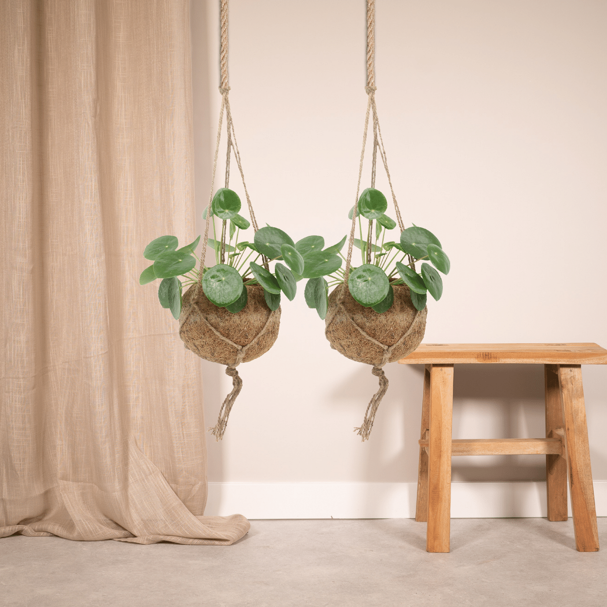 2x Kokodama Pilea Peperomiodes - Pfannkuchenpflanze - 20cm - ø15 - Pflanzfix24