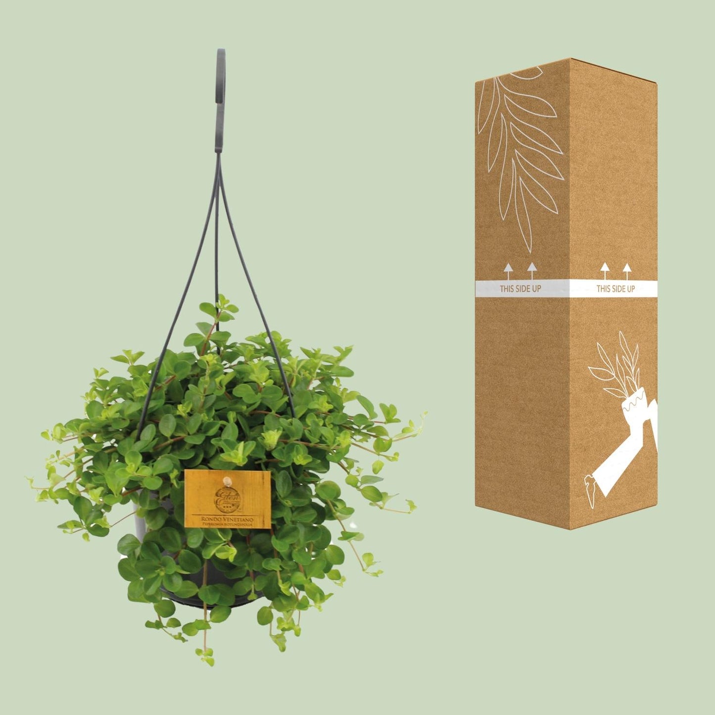 Peperomia Rotundifolia Ø15cm – Glänzende Blätter | Pflanzfix24